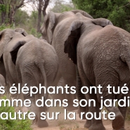 troupeau-elephants-2