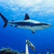 Australie: des marins sauvés d'un catamaran attaqué par des requins