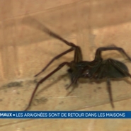 Les araignées pullulent dans les maisons et les jardins car c'est la période de reproduction. Vous êtes nombreux à avoir l'impression qu'elles sont particulièrement grosses cette année. Selon les spécialistes, c'est fort possible.