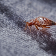 adobestock_515015921