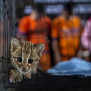 WWF et Traffic veulent sensibiliser aux règles du commerce des animaux exotiques dans l'UE