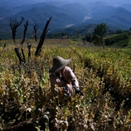 La Birmanie devient premier producteur mondial d'opium, dêtronant l'Afghanistan