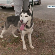 Ce soir après le RTL info 19h, le magazine Tout s’explique ! se penche sur les abandons d’animaux domestiques.  Les refuges sont saturés. 
A Bruxelles, des agents de police spécialisés sont mobilisés tous les jours. Leur mission principale : veiller au bien-être animal.