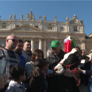 Un groupe d'agriculteurs a amené une vache nommée Ercolina II jusqu'au Vatican pour assister à l'Angélus dominical du pape François et sensibiliser la population à leurs protestations. Nous l'avons amené pour sensibiliser au problème de cette Europe qui veut nous imposer des règles un peu trop strictes. Nous sommes aussi venus ici pour prier, explique Cristian Belloni, agriculteur de Pavie.