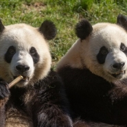 Hao Hao et Xing Hui, les pandas géants de Pairi Daiza, célèbrent leurs 10 ans en Belgique
