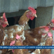 Grippe aviaire : une personne infectée par un bovin aux Etats-Unis