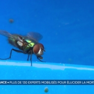 Mort du petit Émile : pourquoi l'entomologie pourrait aider l'enquête ?