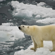Des ours polaires aux eaux souterraines, aucun écosystème n'échappe aux polluants éternels