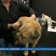 Nos animaux de compagnie ne sont pas à l'abri d'un accident ou d'un étouffement lors d'une balade. Cependant, il faut poser les gestes corrects pour les soigner; des formations en premiers soins pour les chiens et les chats existent. Présentation.