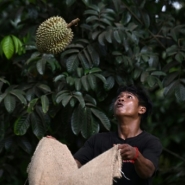 En Thaïlande, la vague de chaleur étouffe les producteurs de durians