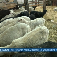 Le Conseil des ministres a répondu ce vendredi à certaines revendications des agriculteurs qui se disent satisfaits. Parmi celles-ci, il y avait la volonté de pouvoir négocier les prix de leurs produits directement avec la grande distribution et l'industrie alimentaire.