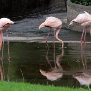 Première ponte chez les flamants roses européens du Bellewaerde Park d'Ypres en 20 ans