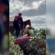 Inondations au Brésil : un cheval sauvé du toit d'une maison