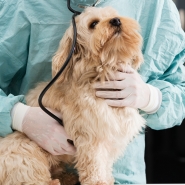 chien-veterinaire