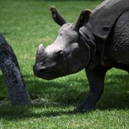 Malgré 20 ans de lutte, le trafic d'animaux sauvages perdure, s'inquiète l'UNODC