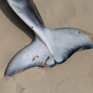 Le petit rorqual échoué sur la plage d'Ostende est probablement mort de faim