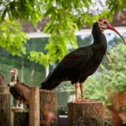Un Ibis du Cap, une espèce en voie de disparition, est né au zoo d'Anvers