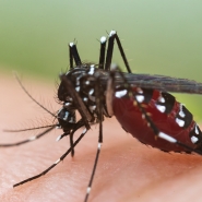 moustique_tigre_copy