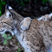 La Belgique et ses régions limitrophes pourraient accueillir 75 lynx, selon le WWF