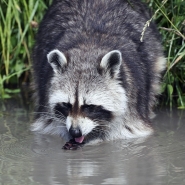 Les ratons-laveurs envahissent la Wallonie