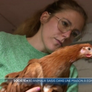 Les animaux retrouvés dans des conditions inhumaines à Eghezée ont été répartis dans divers refuges saturés.