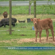dans une maison en vente, à Eghezée. 80 animaux vivants et de nombreux cadavres y ont été découverts. Des chiens, des poules, mais aussi des reptiles qu'il a fallu répartir dans des refuges déjà saturés.