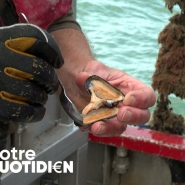 Voici comment les moules belges sont élevées