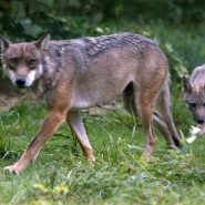 En France, une femme pénètre dans l'enclos des loups d'un zoo: elle est grièvement blessée