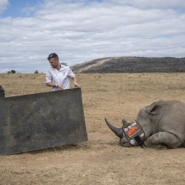 Afrique du Sud: cornes de rhinocéros radioactives pour décourager les braconniers