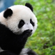 La Chine relance la diplomatie du panda en livrant deux pandas au zoo de San Diego