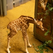 04072024-geboorte-giraf-z-zoo-planckendael-wout-van-den-broeck-1