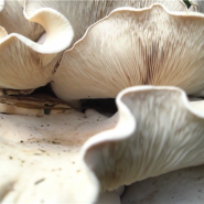 La taille du champignon géant, qui mesure 90 centimètres de diamètre, a stupéfié les villageois vivant près de la montagne où il a été découvert.