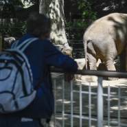 Le zoo d'Anvers accueille Max, un nouvel éléphant venu de Prague