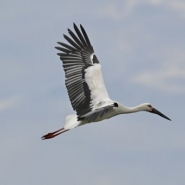 Naissance de quatre cigognes orientales, menacées d'extinction, à Planckendael