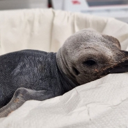 Opération miracle pour sauver un bébé manchot royal à Pairi Daiza