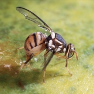 L'Afsca repère une nouvelle fois la mouche orientale des fruits en Belgique