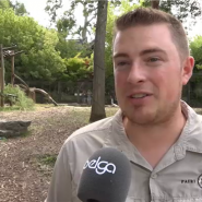Les deux pandas géants, Bao Di et Bao Mei, ont fêté jeudi leur cinquième anniversaire à Pairi Daiza, parc zoologique où ils ont vu le jour, en présence de l'ambassadeur de Chine en Belgique. Les jumeaux et leur grand frère Tian Bao quitteront la province de Hainaut pour l'Empire du Milieu cet automne.