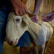 La nouvelle fièvre catarrhale des troupeaux s'étend rapidement en Allemagne