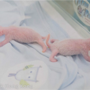 Un panda géant a donné naissance jeudi à Hong Kong à deux petits, un mâle et une femelle, une première dans la ville, a annoncé le parc qui abrite les pandas.
Ying Ying a mis au monde les deux petits à la veille de son 19e anniversaire, ce qui fait d'elle la femelle panda la plus âgée à donner naissance avec succès pour la première fois, a précisé le parc. Les petits pandas sont nés aux premières heures de la matinée de jeudi après près de cinq mois de grossesse.