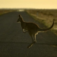 Un Australien condamné à payer une lourde amende pour avoir tué 71 kangourous