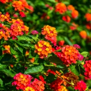 Lantana camara