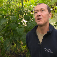 L'été a été très humide, dans la lignée de l'hiver et du printemps derniers. L'été 2024 est devenu la sixième saison consécutive avec des précipitations supérieures à la moyenne. Les conséquences de cette humidité surabondante se font sentir durement chez les agriculteurs : les rendements sont affectés.