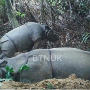 Indonésie: un nouveau spécimen d'un jeune rhinocéros de Java observé
