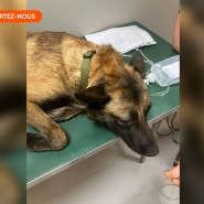 Alors que Laurent recueille des vieux chiens, trois sont empoisonnés: "C'est inhumain"