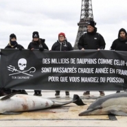Golfe de Gascogne: 300 bateaux bloqués un mois à quai pour éviter la capture de dauphins