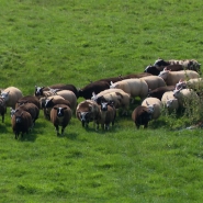 Des milliers d'animaux morts: une aide octroyée aux éleveurs pour faire face à la maladie de la langue bleue
