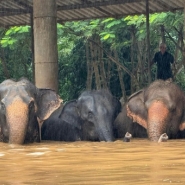 Thaïlande: une centaine d'éléphants piégés par les inondations