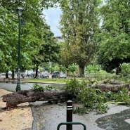 Laurence et Maxime nous ont contactés via le bouton orange Alertez-nous. Le couple a vécu une expérience traumatisante. Un grand arbre s'est effondré à quelques mètres de la maman et de sa fille, alors que ces dernières rentraient de la crèche. Comment est-ce possible? À quel moment décide-t-on d'abattre un arbre qui pourrait être dangereux pour la population?
