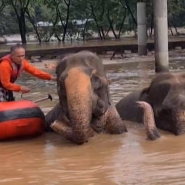 chiang_mai_-_deux_elephants_meurent_lors_dinondations_dans_le_nord_de_la_thailande