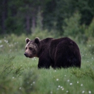 Les populations de faune sauvage ont décliné de 73% en moyenne en 50 ans, selon l'indice de référence du WWF